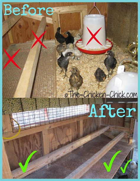 Maximizing Space Available when Adding Chickens to the Flock | Inside ...