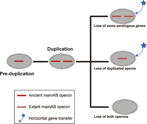 Proposed scenario for the evolution of the mamAB operon in the... | Download Scientific Diagram