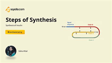 Synthesis of Insulin