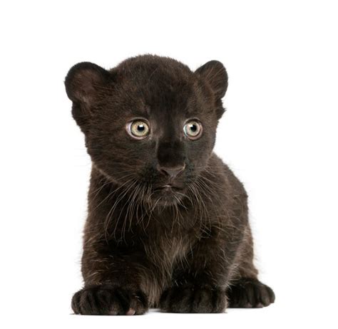 Premium Photo | Black leopard cub approaching isolated on white