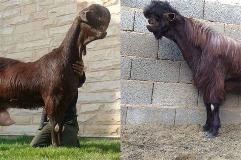 The Damascus goat. Looks like Chunk from the Goonies is breeding with ...