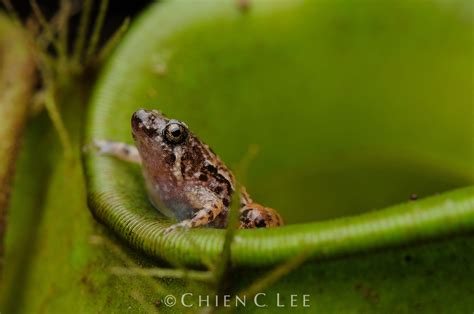 Matang Narrow-mouthed Frog (Microhyla nepenthicola) ♂ | Sarawak ...