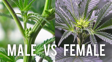 Sexing Your Cannabis Plant! - Male vs Female