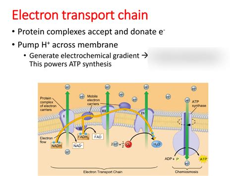 Electron Transport Chain Diagram | Quizlet