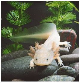 Axolotls are a Critically Endangered Species – The Bite