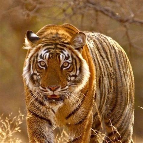 Clash of Tigers in Sariska, a Tiger has Forced His Son out of the Core Area - Ranthambore ...