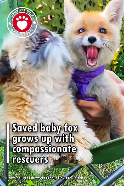 Saved baby fox grows up with compassionate rescuers | Pet Buzz