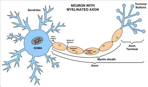 Neurotransmission Diagram