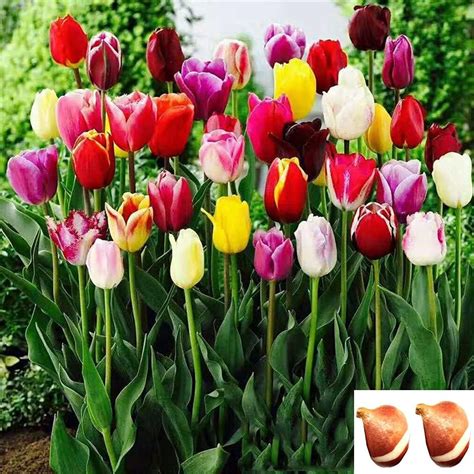 Two Bulbs Tulip Bulbs Mixed Tulips Varieties | Ubuy India