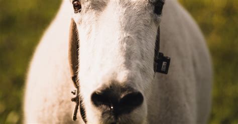 Close Up Photo of a Goat · Free Stock Photo