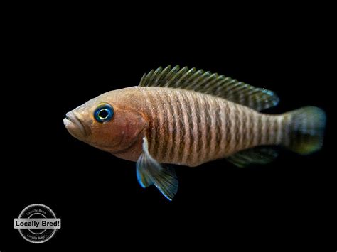 Multi Cichlid (Neolamprologus multifasciatus) - Aquatic Arts on sale ...