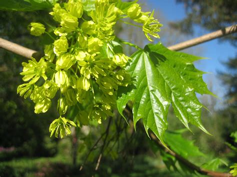 Acer saccharinum, Silver Maple, April | Flower garden, Farm, Herbs