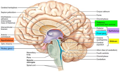 Human Brain Anatomy and Function - Cerebrum, Brainstem