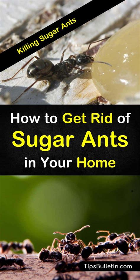 Get Rid Of Ants In Kitchen Vinegar | Dandk Organizer