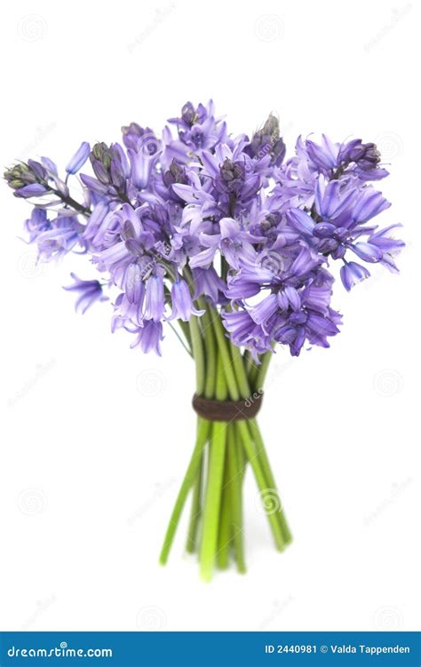 Bluebells Stock Image - Image: 2440981