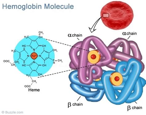 Hemoglobin Transports Oxygen In The Body