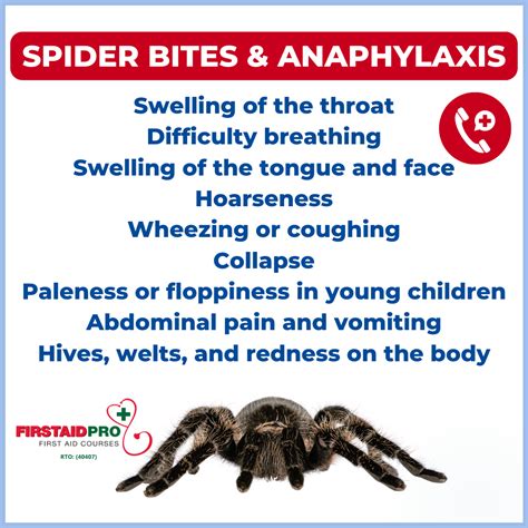 How Dangerous is a Huntsman Spider Bite? - First Aid Pro Adelaide