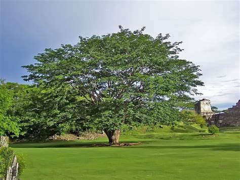 Orgullo Guatemalteco: La Ceiba, Árbol Nacional de Guatemala