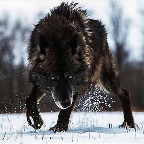 This majestic black wolf in the snow. : r/interestingasfuck