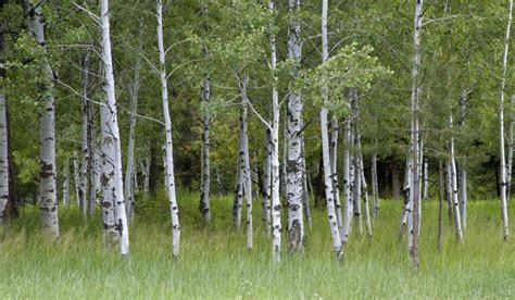 Guide To Planting And Caring For Quaking Aspen