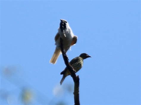 Bird 151 – White Bellbird – Bird of the Week