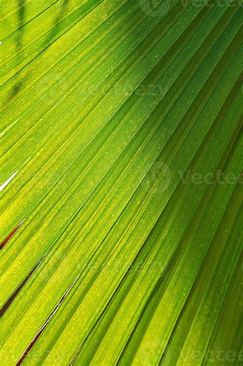 palm leaf background 11634813 Stock Photo at Vecteezy