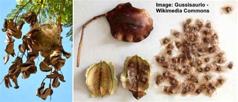 Types of Tree Seed Pods - Identification Guide With Pictures