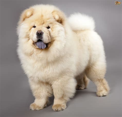 Chow Chow Dog Breed | Facts, Highlights & Buying Advice | Pets4Homes