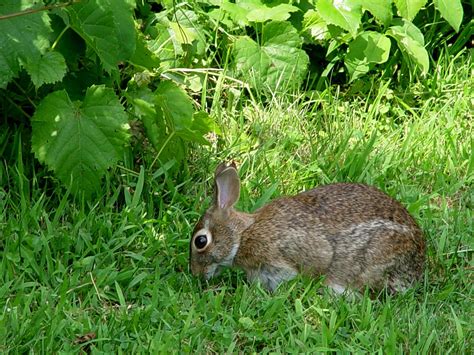 Rabbits are eating the new liriope plants | PennLive.com