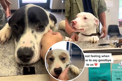 Watch 'Bittersweet' Montage of Shelter Dogs Saying Goodbye After Adoption - Newsweek