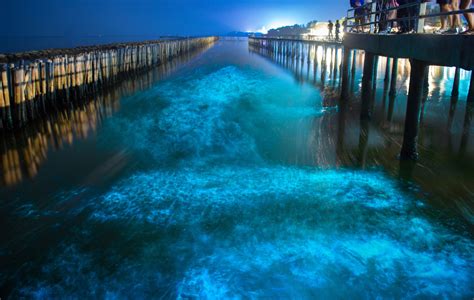 Your guide to snorkelling with bioluminescent plankton - Land of Size