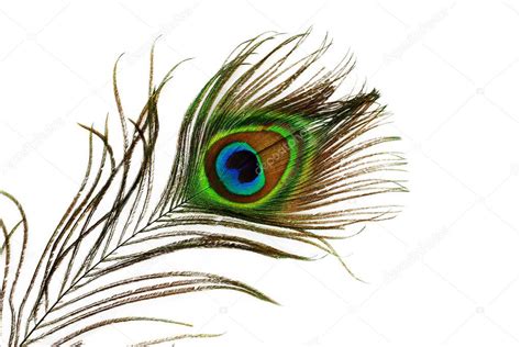 Detail of peacock feather eye — Stock Photo © brebca #2184364