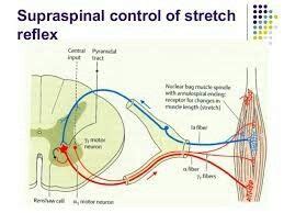 Supraspinal regulation of stretch reflex Central input- reticular formation | Stretch reflex ...