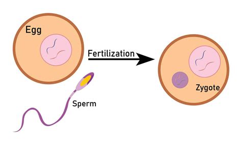 Fertilization process with step-by-step sperm egg and zygote rendering Cell Vector Design ...