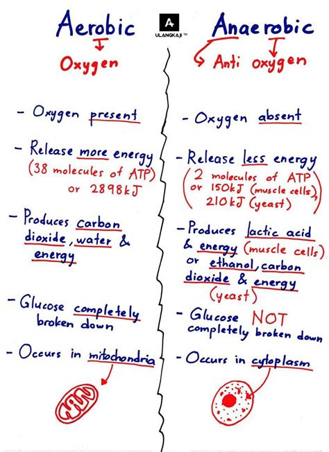 Aerobic vs Anaerobic Bacteria Cellular Respiration - StudyPK