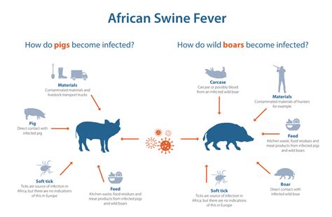 African Swine Fever Symptoms / African Swine Fever | North Burnett Regional Council - African ...