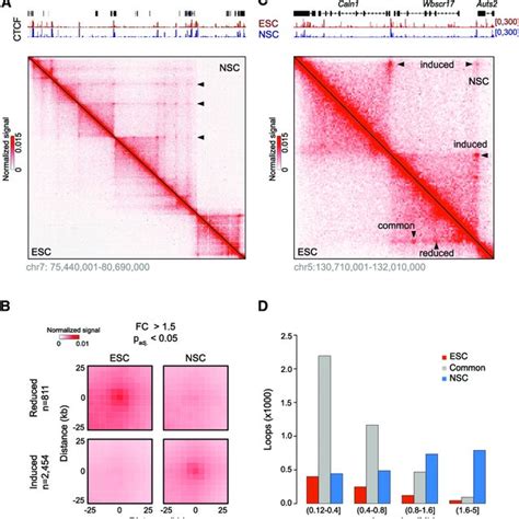 Differentiation Elicits Formation of Long-Range Chromatin Loops (A)... | Download Scientific Diagram