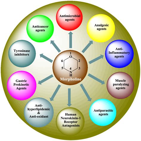 Pharmacological profile of morpholine and its derivatives Several ...