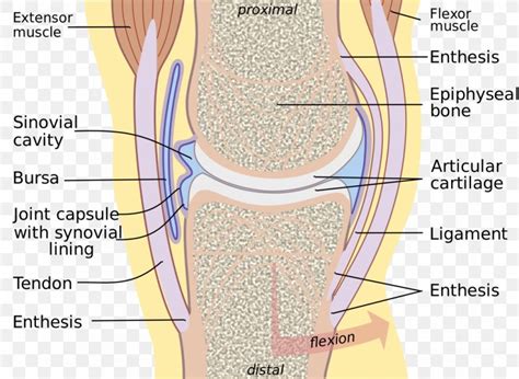 Synovial Membrane Synovial Joint Synovial Fluid Synovial Bursa, PNG, 1080x789px, Watercolor ...