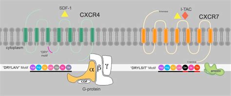 Schematic structure of CXCR4 and CXCR7: CXCR4 and CXCR7 are 7TMRs that ...