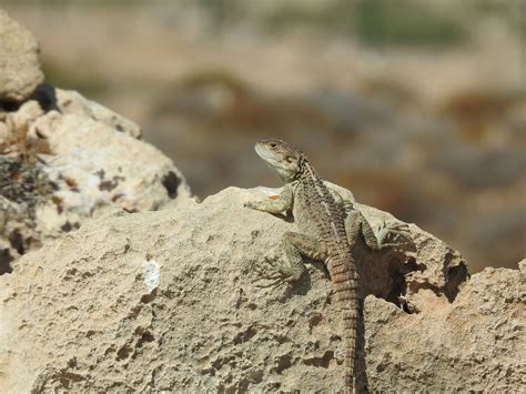 Desert Adaptations