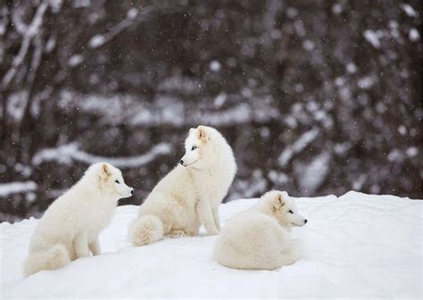 Arctic Fox Behavior - AnimalBehaviorCorner