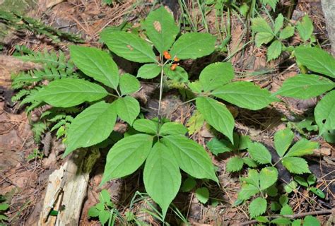 Wild Ginseng Identification