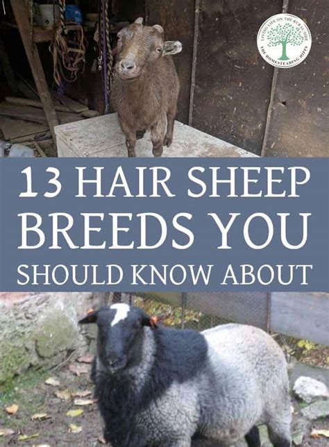 13 Hair Sheep Breeds You Should Know About