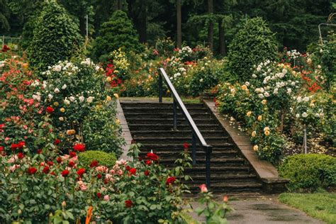 Local’s Guide to the PORTLAND ROSE GARDEN 2021 (with PHOTOS)