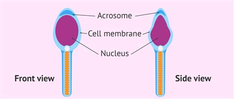 Structure of the sperm head