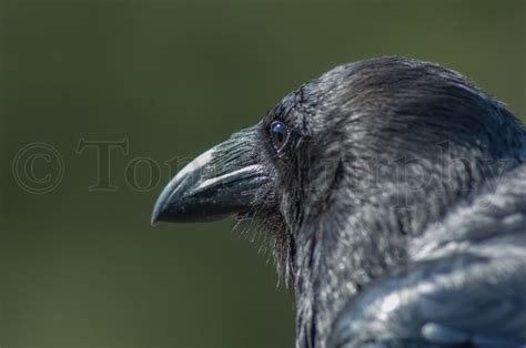 Raven Head – Tom Murphy Photography