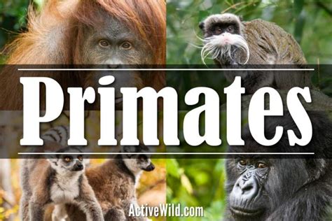 Primates: The Ultimate Guide - Facts, Pictures, In-Depth Information