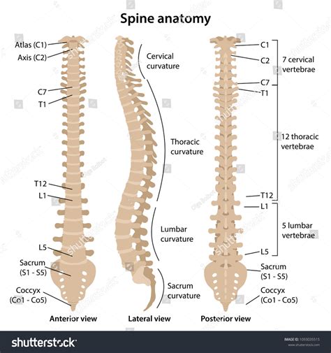 Vertebral Column Diagram Labeled