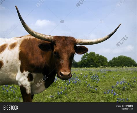 Longhorns Bluebonnets Image & Photo (Free Trial) | Bigstock